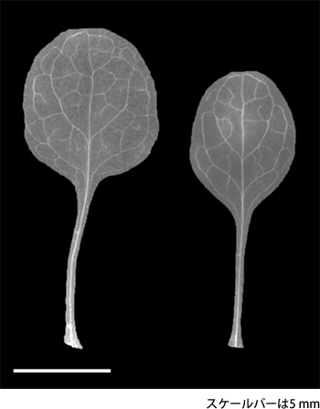AN3タンパク質を介した情報伝達は葉の成長を促進しているの図