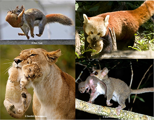Photos showing different mammals being carried
