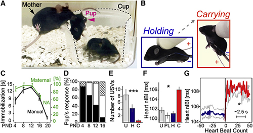 Collage showing the caliming response in mouse pups