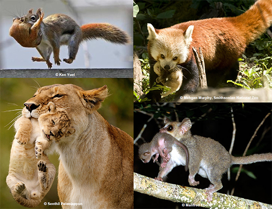 いろいろな哺乳動物における、母親の仔運び行動とその時の仔の輸送反応の写真