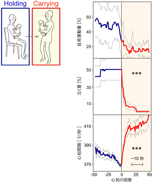 母親が「座って抱っこ（Holding）」から「抱っこして歩く（Carrying）」の前後における、赤ちゃんの行動と心拍の変化の図