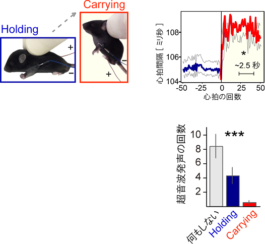 仔マウスをつまんだだけ（Holding）の状態からつまんで持ち上げる（Carrying）時の、仔マウスの心拍間隔の変化と仔マウスの超音波発声の回数の図