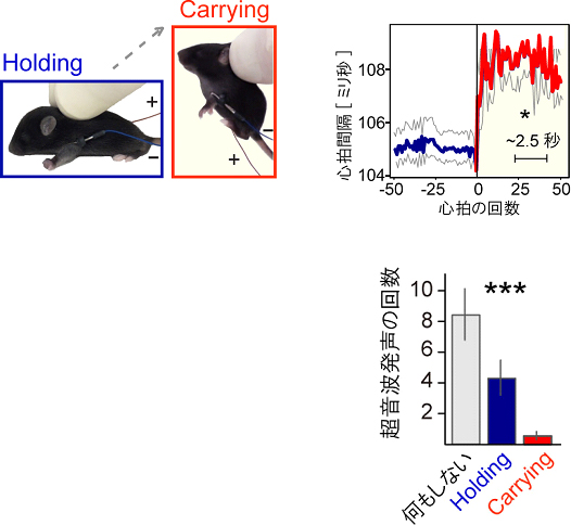 仔マウスをつまんだだけ(Holding)の状態からつまんで持ち上げる(Carrying)時の、仔マウスの心拍間隔の変化と仔マウスの超音波発声の回数の図