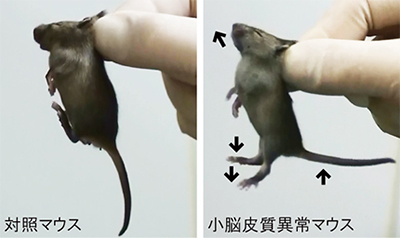小脳皮質が輸送反応時の姿勢制御に果たす役割の画像(対照マウスと小脳皮質異常マウスの写真)