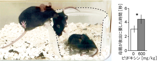 仔マウスの固有感覚をピリドキシンで阻害した時の母マウスが仔マウスを救出するのに要した時間の図