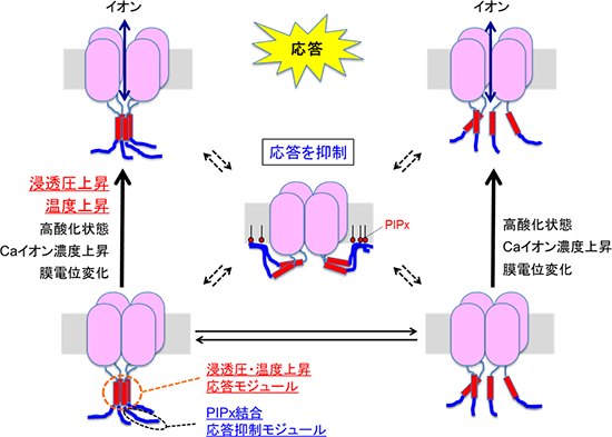 今回の結果から推測されるTRPGzの機能メカニズムの模式図の画像