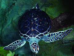 Photo of a green sea turtle