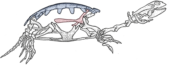 特異な進化を遂げてきたカメ類（スッポン）の骨格図
