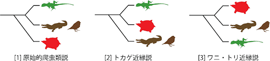 カメの起源に関する3つの仮説の図