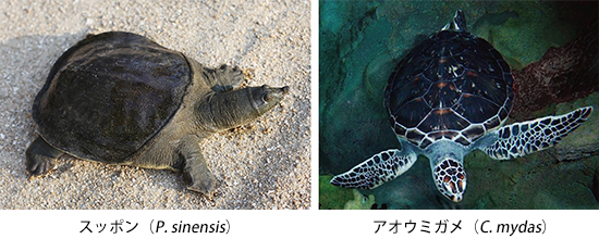 ゲノム解読の対象となった2種のカメの画像（スッポンとアオウミガメの写真）