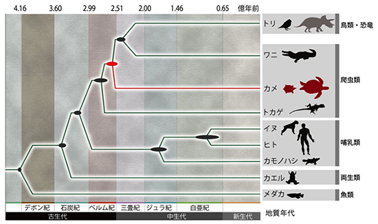 推定されたカメの出現時期の図