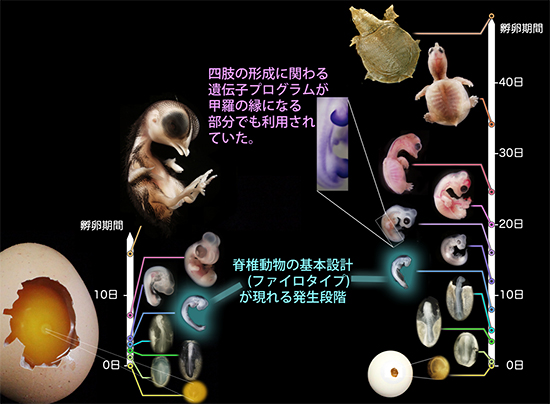 遺伝子情報解析から浮かび上がった極めて保守的な発生段階の図