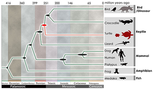 Chart showing the evolutionary tree of turtles