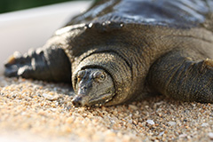Photo of a soft-shell turtle