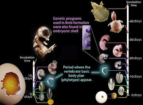 Chart showing turtle and chicken body plan during development