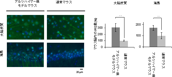 アルツハイマー病モデルマウスと通常マウスにおけるPFD発現量の比較の図