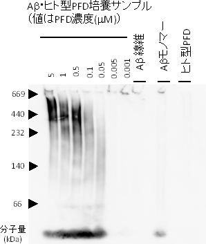 ヒト型PFDにより形成したアミロイドβの可溶性オリゴマーの分子量評価の図