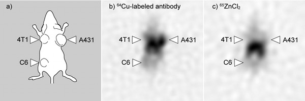 Picture of the imaging on a tumor-bearing mouse