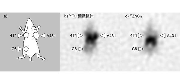 GREI-Ⅱによるがん細胞移植マウスの64Cu標識抗体・亜鉛同位体の同時撮像の図