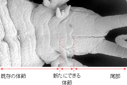 イソゴカイの成体の図