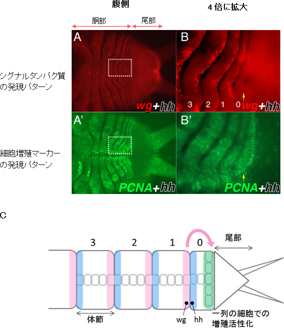 再生中のゴカイ後端部での体節形成の図