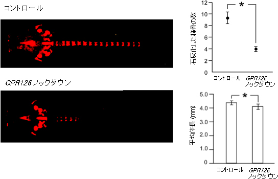 GPR126の発現を抑制させた（ノックダウン）ゼブラフィッシュの骨化の遅延と成長障害の図