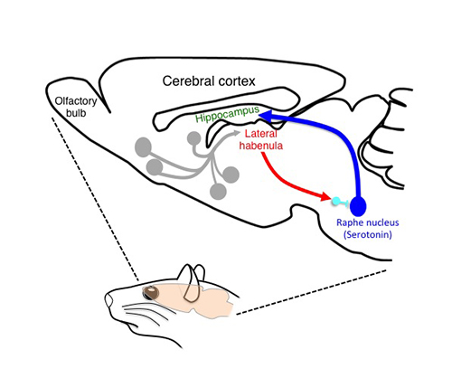 Schematic drawing of the habenular neural circuit examined in the current study