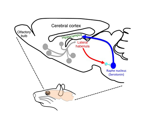 Schematic drawing of the habenular neural circuit examined in the current study