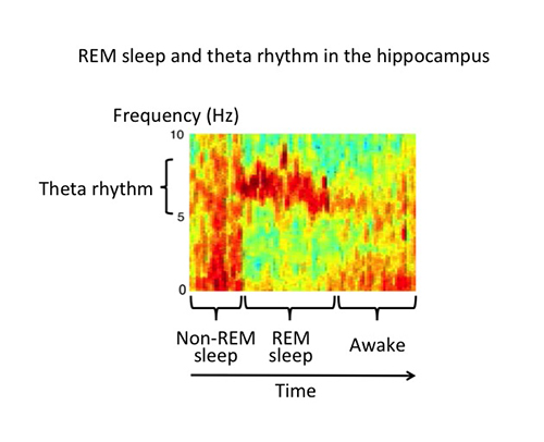 Graph showing REM sleep and theta rhythm in the hippocampus