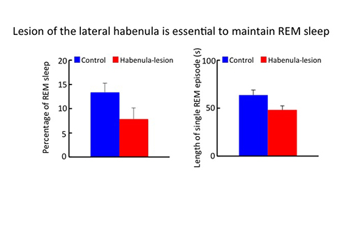 Graphs showing hesion of the lateral habenula reduces the REM sleep length