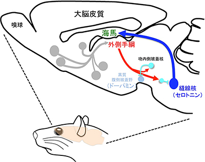 今回の研究の背景となる神経回路を示す模式図の画像