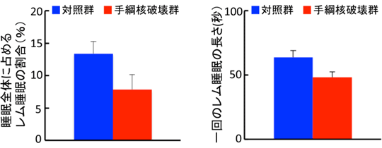 外側手綱核のレム睡眠持続における役割の図