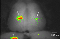 Image showing neural activity in long-term memory