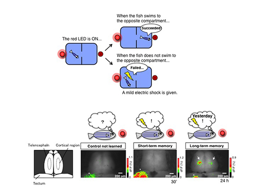 Schematic of memory formation