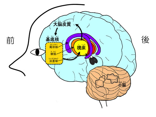 大脳皮質-基底核回路の模式図の画像