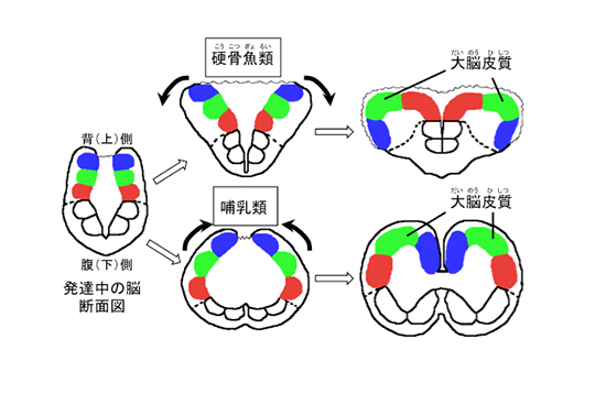 哺乳類とゼブラフィッシュの終脳の類似性の図