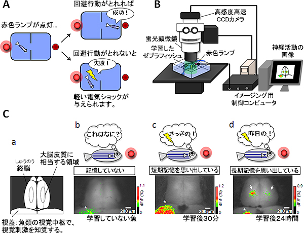 今回行った回避行動の学習の図