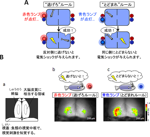 2色のランプによる２つのルールの学習の図