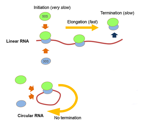Figure showing translation reactions on linear and circular RNAs