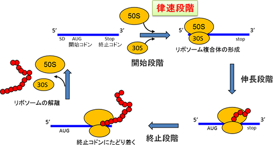 直鎖状のmRNAにおける始まりと終わりがある通常のタンパク質合成反応の図