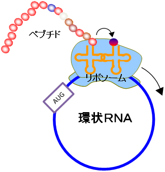 終りのないローリングサークル（回転式）タンパク質合成反応の図