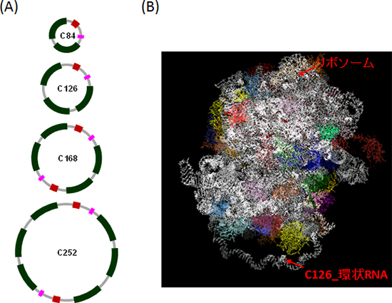 合成した環状mRNA（A）とリボソームと126塩基のmRNA複合体のモデル（B）の図