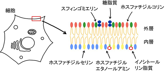 脂質二重層の内層と外層の脂質組成の図