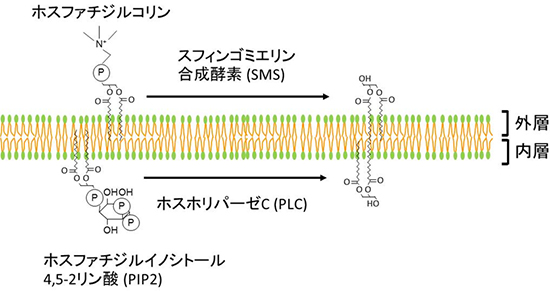 DAG産生経路の図