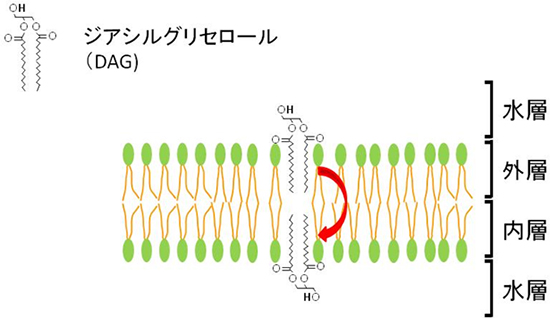 フリップフロップの図