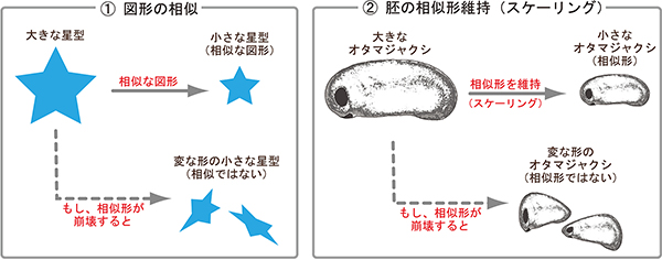 胚は体の大きさに影響されずに相似形を維持しているの図