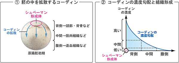 コーディンの濃度勾配により異なる組織が形成されるの図