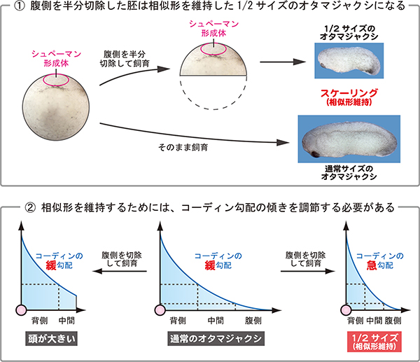 コーディンの濃度勾配が胚のサイズに応じて適切に調節されるの図