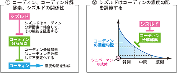 コーディン濃度勾配はコーディン分解酵素と分解阻害因子シズルドで調節されるの図