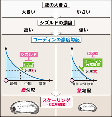 シズルドがコーディンの濃度勾配を調節しスケーリングを保証するの図